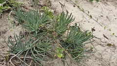 Crassothonna discoidea, photograph author not stated, no rights reserved