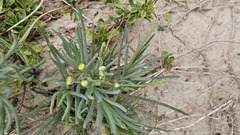 Crassothonna discoidea, photograph author not stated, no rights reserved