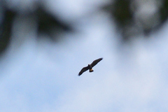 Buteogallus