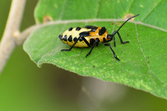 Sephina