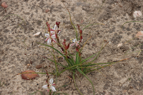 Grass Green Lily (Chlorophytum graminifolium)