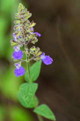 Salvia thyrsiflora