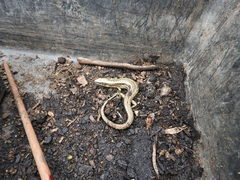 Oligosoma inconspicuum