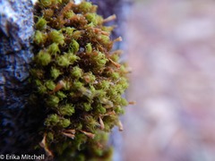 Ulota crispula
