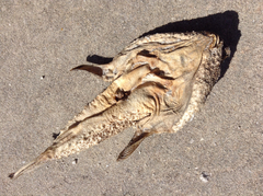 Ogcocephalus cubifrons