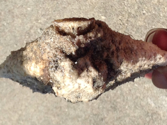 Ogcocephalus cubifrons