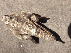 Ogcocephalus cubifrons