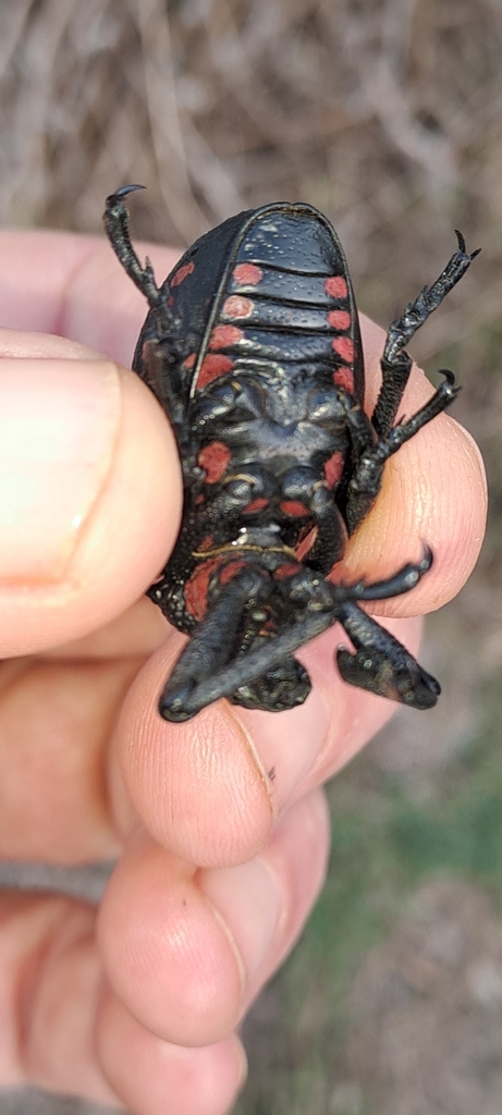 Red-spotted Lily Weevil (Brachycerus ornatus) · iNaturalist