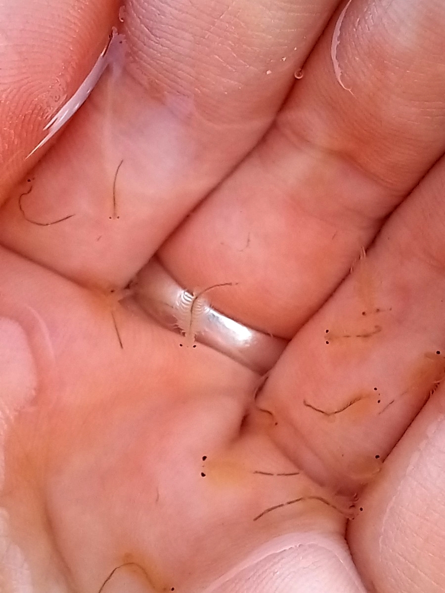 Artemia monica Verrill, 1869
