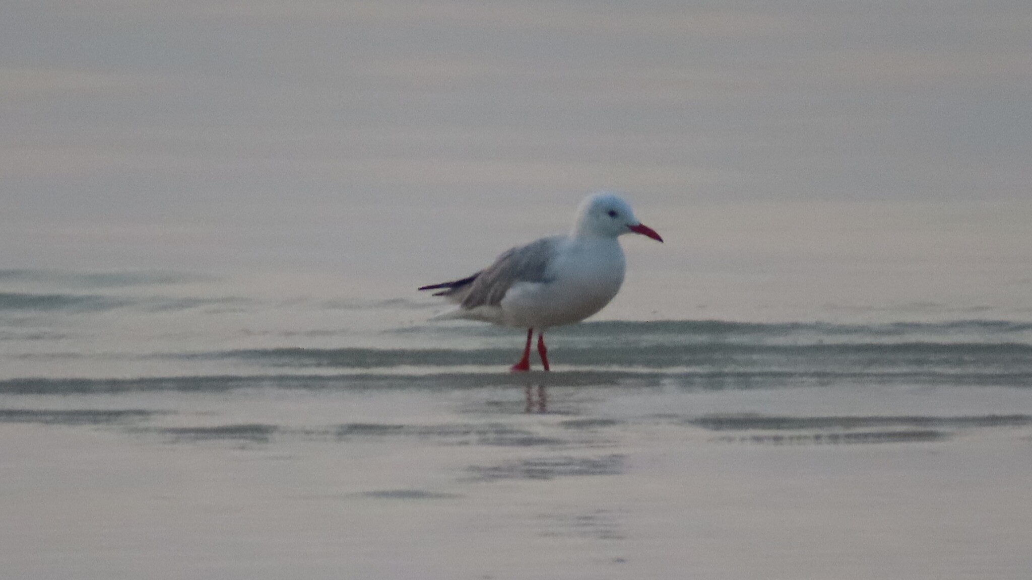 Slender-billed Gull
