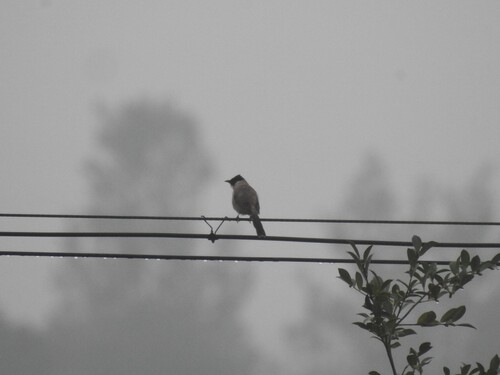 Sooty-headed Bulbul