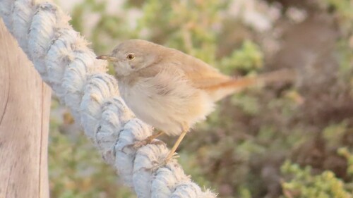 Curruca enana (Curruca nana)