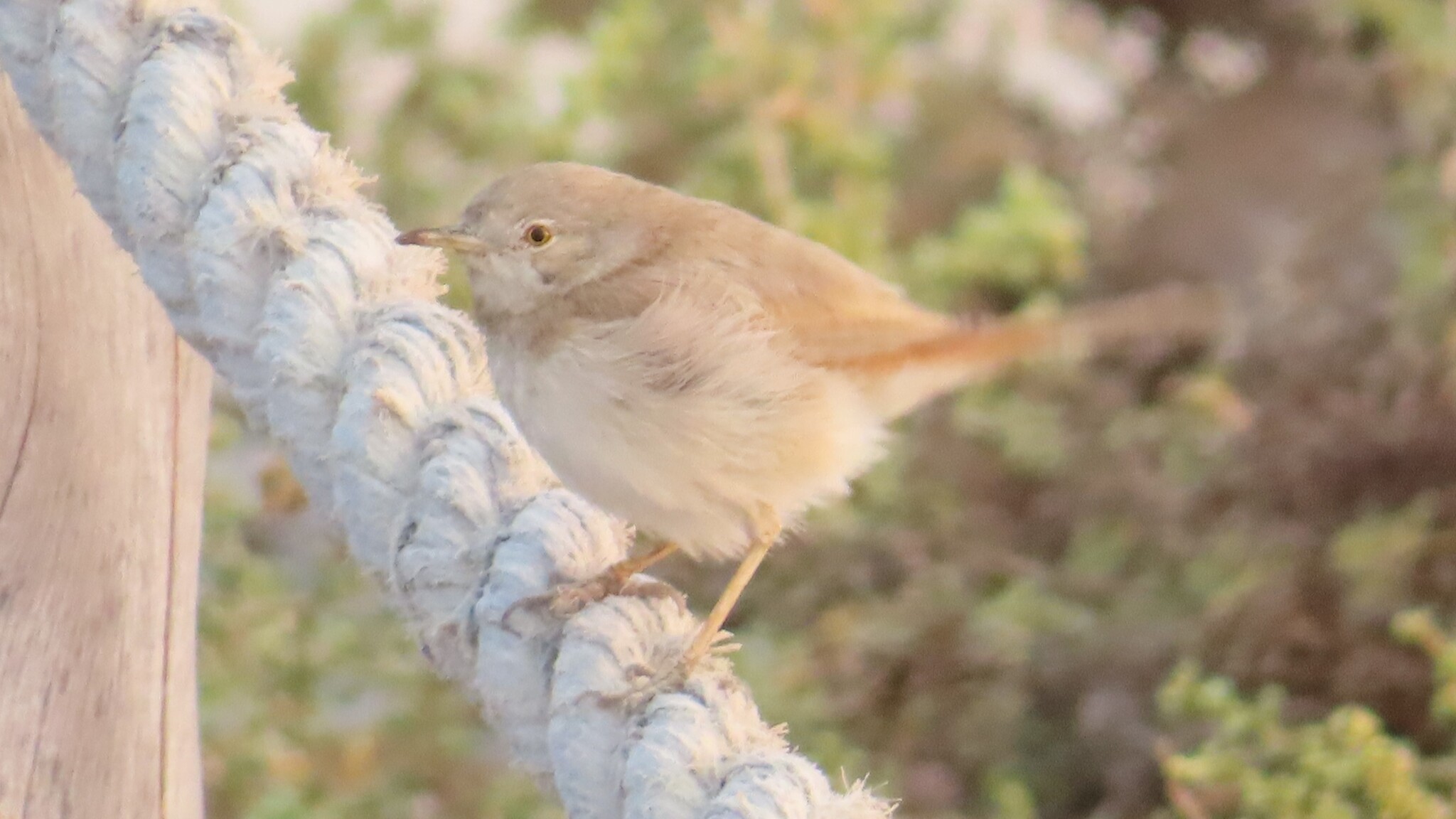 Asian Desert Warbler
