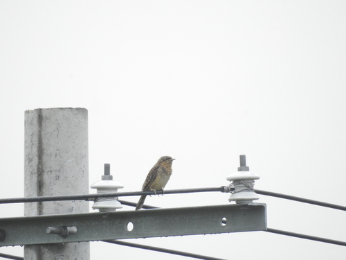 Eurasian Wryneck