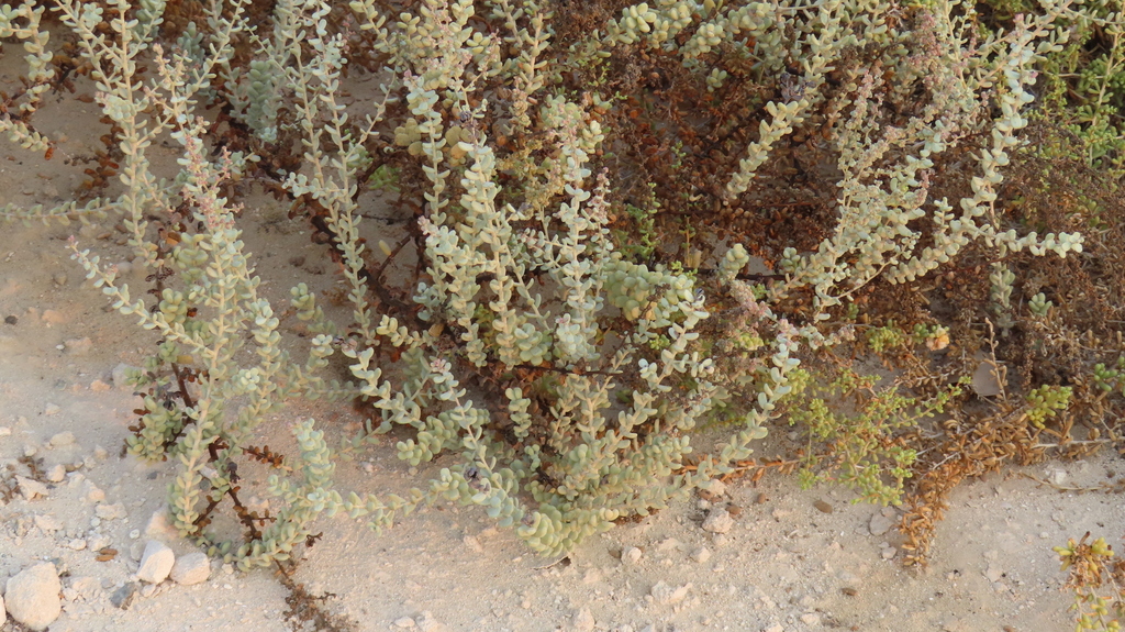 Suaeda vermiculata; photograph (c) Nicola Crockford, some rights reserved (CC BY)