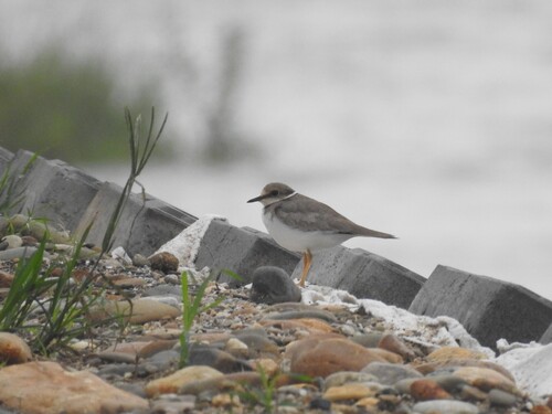 Long-billed Plover