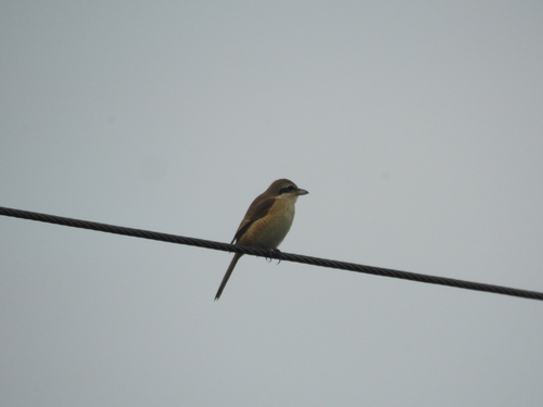Brown Shrike