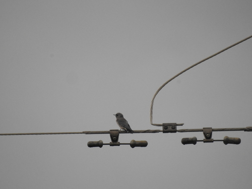 Ashy Woodswallow