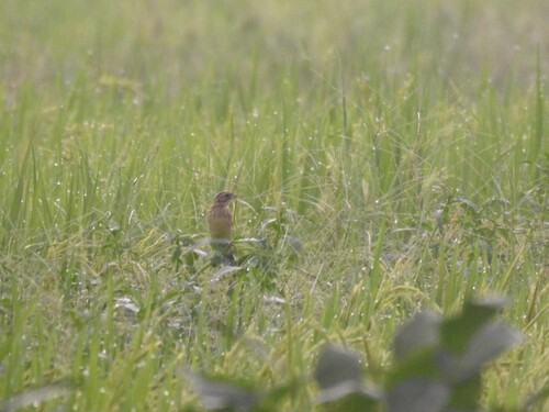 Yellow-breasted Bunting