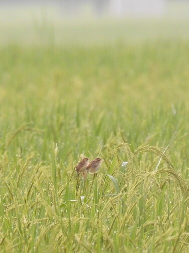 Zitting Cisticola