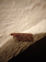 Planotortrix