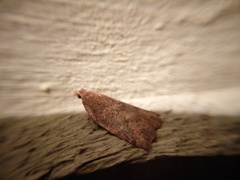 Planotortrix