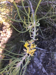 Persoonia saccata