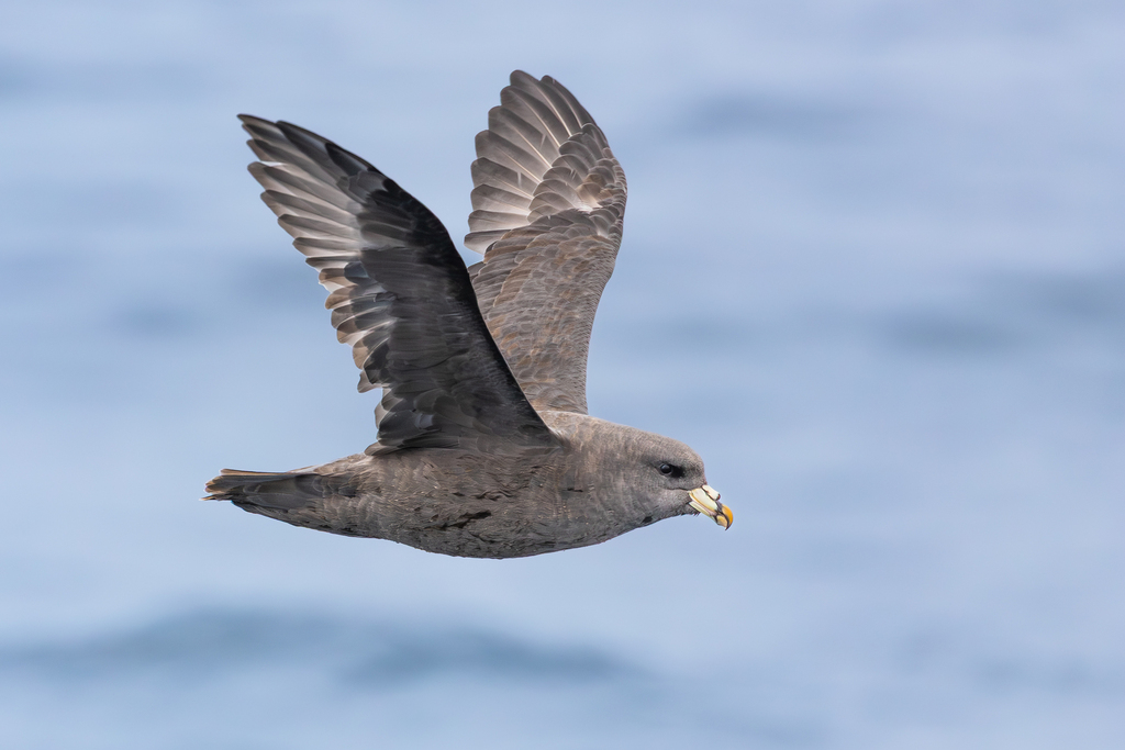 Northern Fulmar (Fulmarus glacialis)