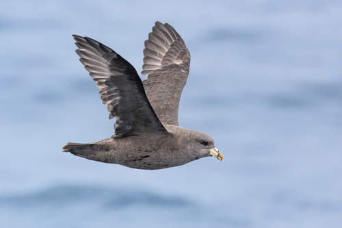 Northern Fulmar
