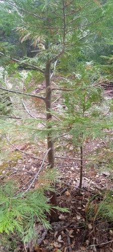 iNaturalist observation photo of California incense-cedar