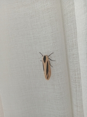 Creatonotos gangis