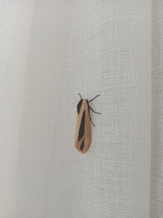 Creatonotos gangis
