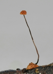 Cryptomarasmius corbariensis