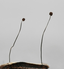 Cryptomarasmius corbariensis