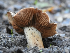 Cortinarius regalis