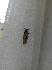 Creatonotos gangis