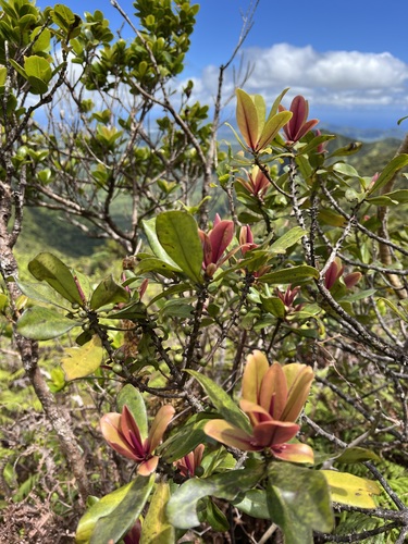 Myrsine kauaiensis observed 2024-08-07