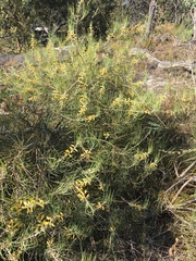 Persoonia saccata