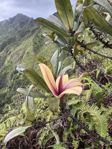 Myrsine kauaiensis observed 2025-08-28