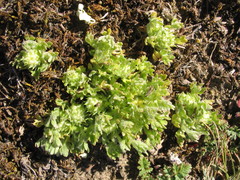 Ceratocephala pungens