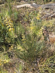 Persoonia saccata