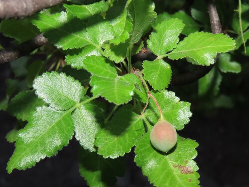 Bursera epinnata (Bursera epinnata)