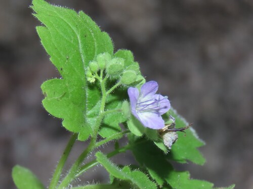 Phacelia scariosa (Phacelia scariosa)
