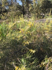 Persoonia saccata