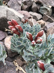 Alstroemeria spathulata