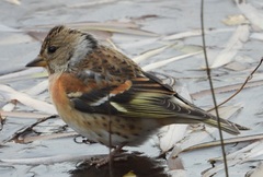 Fringilla montifringilla
