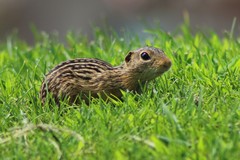 Ictidomys tridecemlineatus