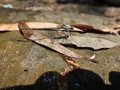 Austroargiolestes isabellae