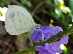 Leptosia nina niobe