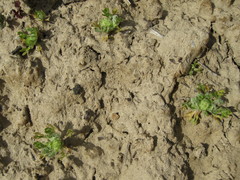 Ceratocephala pungens